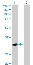 Anti-PLSCR1 Rabbit Polyclonal Antibody