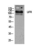 Western blot analysis of extracts from 293 cells using Anti-LIFR Antibody