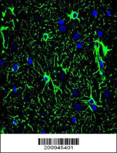 Anti-GFAP Mouse Monoclonal Antibody (AP (Alkaline Phosphatase)) [clone: 183CT3.1.5]