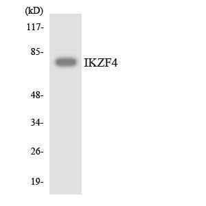 Western blot analysis of the lysates from HeLa cells using Anti-IKZF4 Antibody