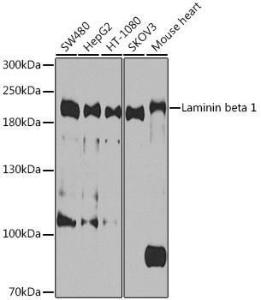 Anti-Laminin beta 1 Rabbit Polyclonal Antibody