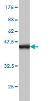 Anti-GMEB1 Mouse Monoclonal Antibody [clone: 2A8]