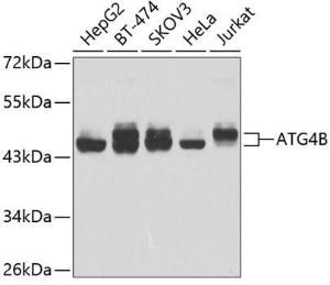 Western blot analysis of extracts of various cell lines, using Anti-ATG4B Antibody (A307110) at 1:1,000 dilution. The secondary antibody was Goat Anti-Rabbit IgG H&L Antibody (HRP) at 1:10,000 dilution.