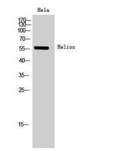 Western blot analysis of Hela cells using Anti-IKZF2 Antibody