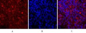 Immunofluorescence analysis of rat spleen tissue using Anti-JAK1 Antibody (red) at 1:200 (4°C overnight) Cy3 labelled secondary antibody was used at 1:300 (RT 50min) Panel A: Target Panel B: DAPI Panel C: Merge