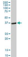 Anti-PLSCR1 Rabbit Polyclonal Antibody