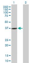 Anti-RASIP1 Mouse Polyclonal Antibody