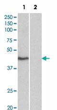 Anti-TBP Goat Polyclonal Antibody