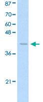 Anti-EIF3G Rabbit Polyclonal Antibody