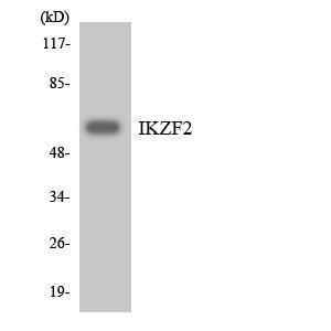 Anti-IKZF2 antibody