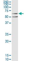 Anti-CHRM3 Mouse Polyclonal Antibody