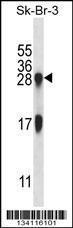 Anti-IL32 Rabbit Polyclonal Antibody (APC (Allophycocyanin))