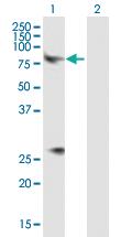 Anti-CHRM3 Mouse Polyclonal Antibody