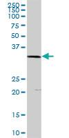 Anti-PLSCR1 Rabbit Polyclonal Antibody