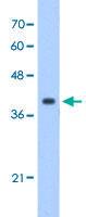 Anti-EIF3M Rabbit Polyclonal Antibody