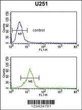 Anti-SF1 Rabbit Polyclonal Antibody