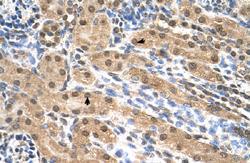 Anti-EIF3M Rabbit Polyclonal Antibody