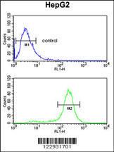 Anti-MASTL Rabbit Polyclonal Antibody (FITC (Fluorescein))