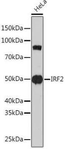 Western blot analysis of extracts of HeLa cells, using Anti-IRF2 Antibody [ARC0265] (A308172) at 1:1,000 dilution