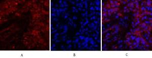 Immunofluorescence analysis of rat lung tissue using Anti-JAK1 Antibody (red) at 1:200 (4°C overnight) Cy3 labelled secondary antibody was used at 1:300 (RT 50min) Panel A: Target Panel B: DAPI Panel C: Merge