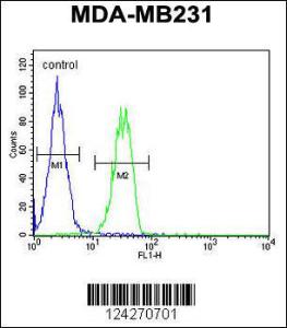 Anti-B4GALT6 Rabbit Polyclonal Antibody (Biotin)