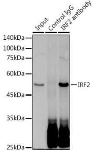 Immunoprecipitation analysis of 300 µg extracts of HeLa cells using 3 µg of Anti-IRF2 Antibody [ARC0265] (A308172). This Western blot was performed on the immunoprecipitate using Anti-IRF2 Antibody [ARC0265] (A308172) at a dilution of 1:500