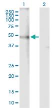 Anti-CHRNA4 Mouse Polyclonal Antibody