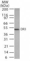 Anti-TNFRSF25 Rabbit Polyclonal Antibody