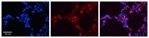 Anti-SFTPB Rabbit Polyclonal Antibody