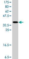 Anti-NDUFS8 Mouse Polyclonal Antibody