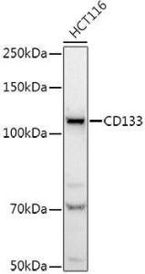 Western blot analysis of extracts of HCT116 cells, using Anti-CD133 Antibody (A12549) at 1:1,000 dilution