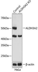 Western blot analysis of extracts from normal (control) and ALDH3A2 knockout (KO) HeLa cells, using Anti-Aldehyde dehydrogenase 10 Antibody (A305676) at 1:1,000 dilution. The secondary antibody was Goat Anti-Rabbit IgG H&L Antibody (HRP) at 1:10,000 dilution.