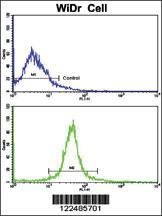 Anti-ADIPOR1 Rabbit Polyclonal Antibody