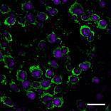 Anti-EPB41L3 Rabbit Polyclonal Antibody