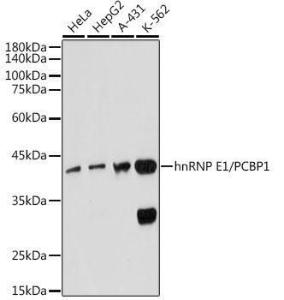 Antibody A307113-100 100 µl