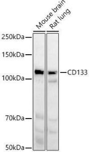 Western blot analysis of extracts of various cell lines, using Anti-CD133 Antibody (A12549) at 1:1,000 dilution