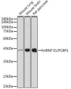 Antibody A307113-100 100 µl