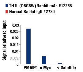 Anti-NELFCD Rabbit Monoclonal Antibody [clone: 13G73]