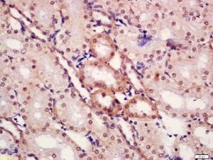 Anti-CTBP1 Rabbit Polyclonal Antibody