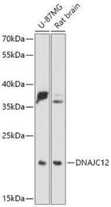 Anti-DNAJC12 Rabbit Polyclonal Antibody