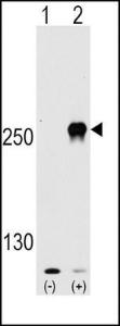 Anti-MTOR Rabbit Polyclonal Antibody (FITC (Fluorescein))