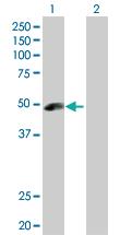 Anti-ANGPTL5 Rabbit Polyclonal Antibody