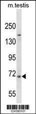 Anti-EXTL1 Rabbit Polyclonal Antibody (APC (Allophycocyanin))