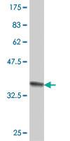 Anti-CRYZ Mouse Polyclonal Antibody