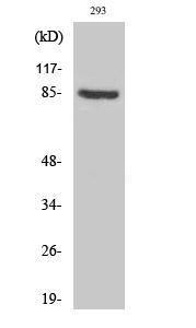 Western blot analysis of various cells using Anti-PNPT1 Antibody