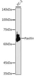 Western blot analysis of extracts of PC-3 cells, using Anti-Paxillin Antibody (A307118) at 1:1,000 dilution