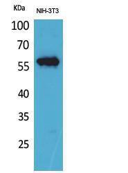 Western blot analysis of extracts from NIH 3T3 cells using Anti-LAG3 Antibody