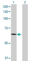 Anti-PLTP Rabbit Polyclonal Antibody