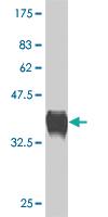 Anti-CORIN Mouse Polyclonal Antibody