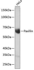 Anti-Paxillin Rabbit Monoclonal Antibody [clone: ARC0368]